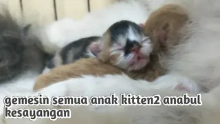 Lucu&Menggemaskan....!! Perkembangan anak kucing usia 2 hari