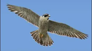 Peregrine falcon chases Macaws