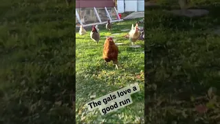 Our backyard chickens go for a run #chickens #backyardchickens #forkids #animalsforkids #animals