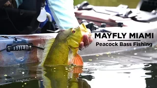 Kayak Fly Fishing | Peacock Bass in Miami