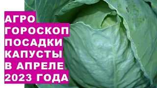 Agrohoroscope for sowing cabbage seeds for seedlings and planting cabbage seedlings in April 2023