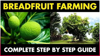 Bread Fruit Farming: A Step by Step Guide