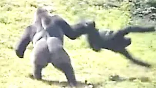 Scientists Just Revealed That Chimps And Gorillas Have Been Seen Going To War For The First Time