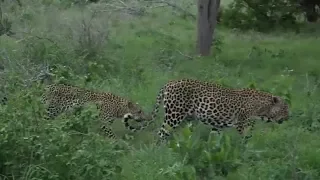 WE SafariLive- Leopard Tingana stole the Impala kill from Tlalamba again