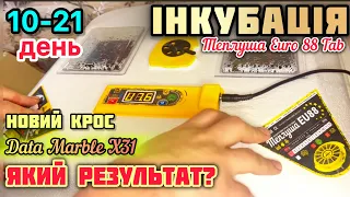 Новий КРОС‼️Результат інкубації ⁉️10-21 день ВСЕ ЩО ПОТРІБНО знати та зробити