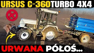 URSUS C-360 TURBO 4X4 | 11 TON GRUZU w BŁOCIE POD GÓRĘ | URWANA PÓŁOŚ w BIAŁEJ PERLE