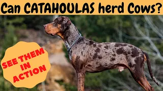 Can CATAHOULA LEOPARD DOGS herd Cattle/Cows? Watch it yourself!