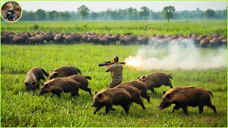 How Do Hunters And American Farmers Deal With Millions Of Wild Boars By All Weapons And Traps