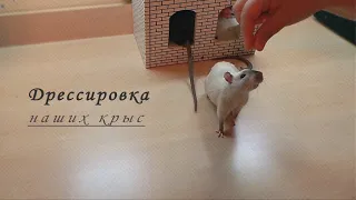 Дрессировка наших крысят./Training our rat pups.