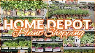 HOME DEPOT PLANT SHOPPING HERBS VEGETABLES FRUITS