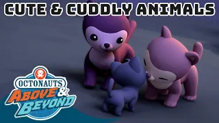 Octonauts: Above & Beyond - Cuddly Animals 🐾 | Land Adventures | @Octonauts