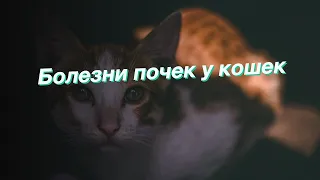 Болезни почек у кошек