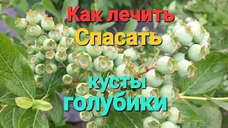 Как лечить, спасать кусты голубики от разных проблем!!!