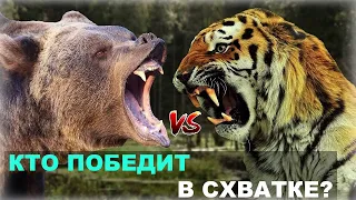 Кто сильнее МЕДВЕДЬ или ТИГР - Противостояние сверх хищников