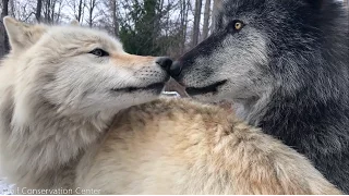 Wolves Have Annoying Little Brothers Too