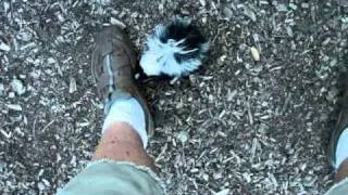 Baby Skunk Rescued & Family Raised