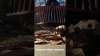 Hermann Park Children’s Train in Houston, Tx