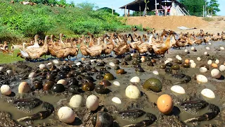 Wow Wow Wow! a fisherman skill catch crabs and snails with ducks a lot in mud by hand