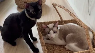 Vanilla and Ninja