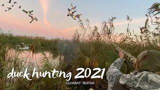 DUCK HUNT. The cartridge has not arrived. Green Head Duck Hunting with Seal 2021 /Duck Hunting