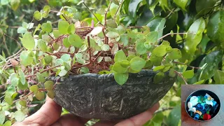 DIY Plant bowl from recycled plastic