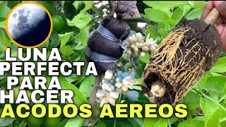 MULTIPLICAS tus plantas a través ACODOS ÁREOS en LIMÓN Y en LA FASE DE LA LUNA CORRECTA 🌕🌑🌗🌓🌒🌔