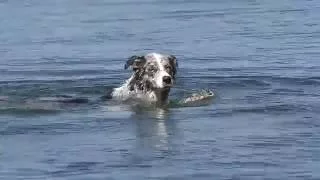 собаки купаются