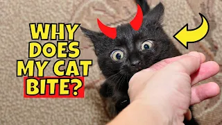 Why Does My Cat Bite Me? (5 Possible Reasons)