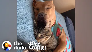 Kitten Isn't Sure About His Pittie Brother — At First  | The Dodo Odd Couples