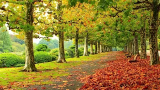 Невероятно Красивая Осенняя Мелодия!!!! Великолепные осенние пейзажи! МУЗЫКА ДЛЯ ДУШИ!