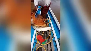 Menjala ikan tapah monster air tawar