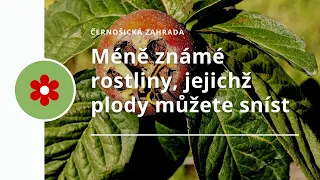 Méně známé rostliny, jejichž plody můžete sníst.