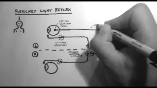 Reflexes 2 - Pupillary Light Reflex