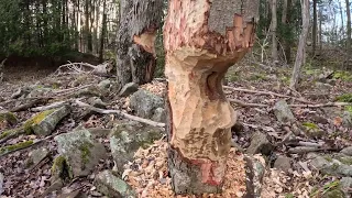 Chewed Trees and Watching Beavers Cache Food for the Winter
