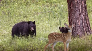 How Can Bear Hunting Deer In The Wild