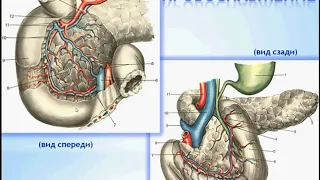 Поджелудочная железа  строение, функции, кровоснабжение, иннервация, регионарные лимфаузлы