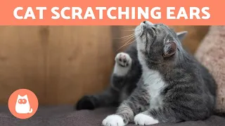 My CAT Keeps SCRATCHING Their EARS 🐱 (Why and What to Do)