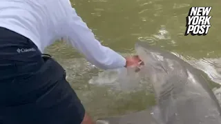 WATCH: Florida fisherman bitten by shark, pulled overboard in the Everglades