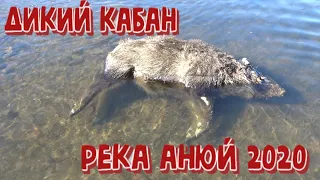 Дикий КАБАН. Река Анюй