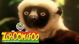 🐒 Zoboomafoo 🐒 106 | Swimming - Full Episode | Kids TV Shows