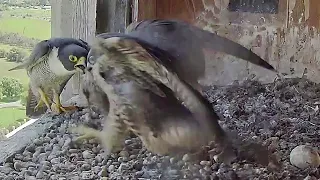 FalconCam Project~Prey for Indigo~2:35 p.m. 2022/11/20