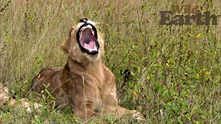 WildEarth - Sunrise Safari - 19 April 2020