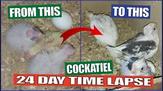 COCKATIEL GROWTH STAGES | 1st to 24th Day of Babies Timelapse