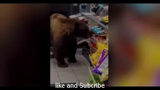 Big Brown bear steals candy bars amazing video