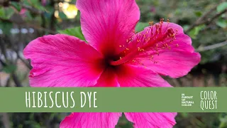 HOW TO MAKE NATURAL DYE WITH HIBISCUS | ORGANIC COLOR | RED AND PINK