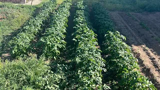 Best potato plants I have ever grown and it is only may 8th