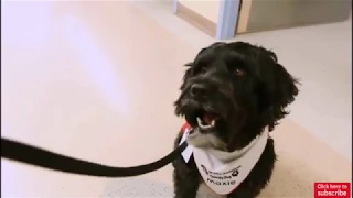 Moxie the pet therapy dog comforts children at Sick Kids Hospital