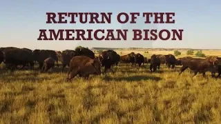 Return of the American Bison