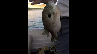 My PB Bluegill from Quail Creek Utah