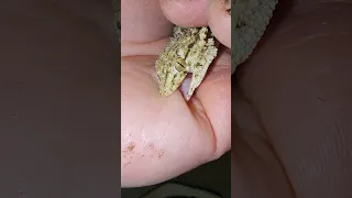 More CROCODILE gecko footage.. *AMAZING Creatures!! 🐊🦎*